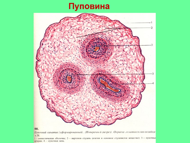 Пуповина